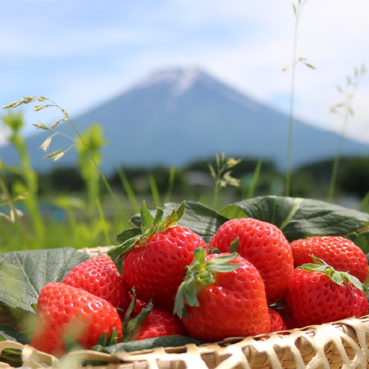 富士夏媛＜イチゴ＞ 富士山アグリファーム